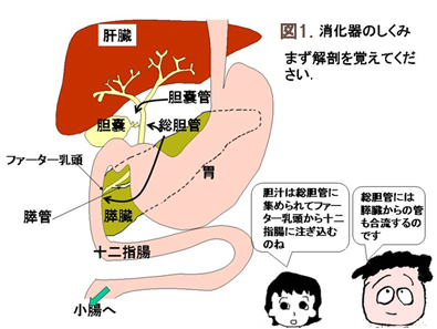 脾臓 いらない