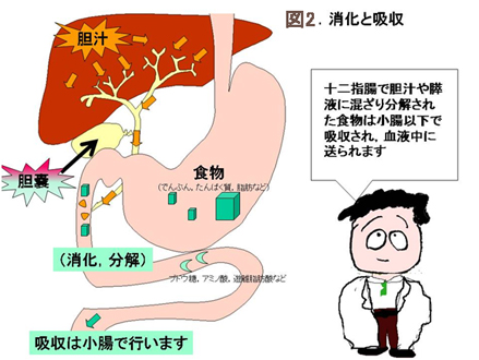 A 胆嚢は消化器です 胆嚢の仕事について説明しましょう