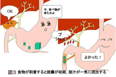 A 胆嚢は消化器です 胆嚢の仕事について説明しましょう